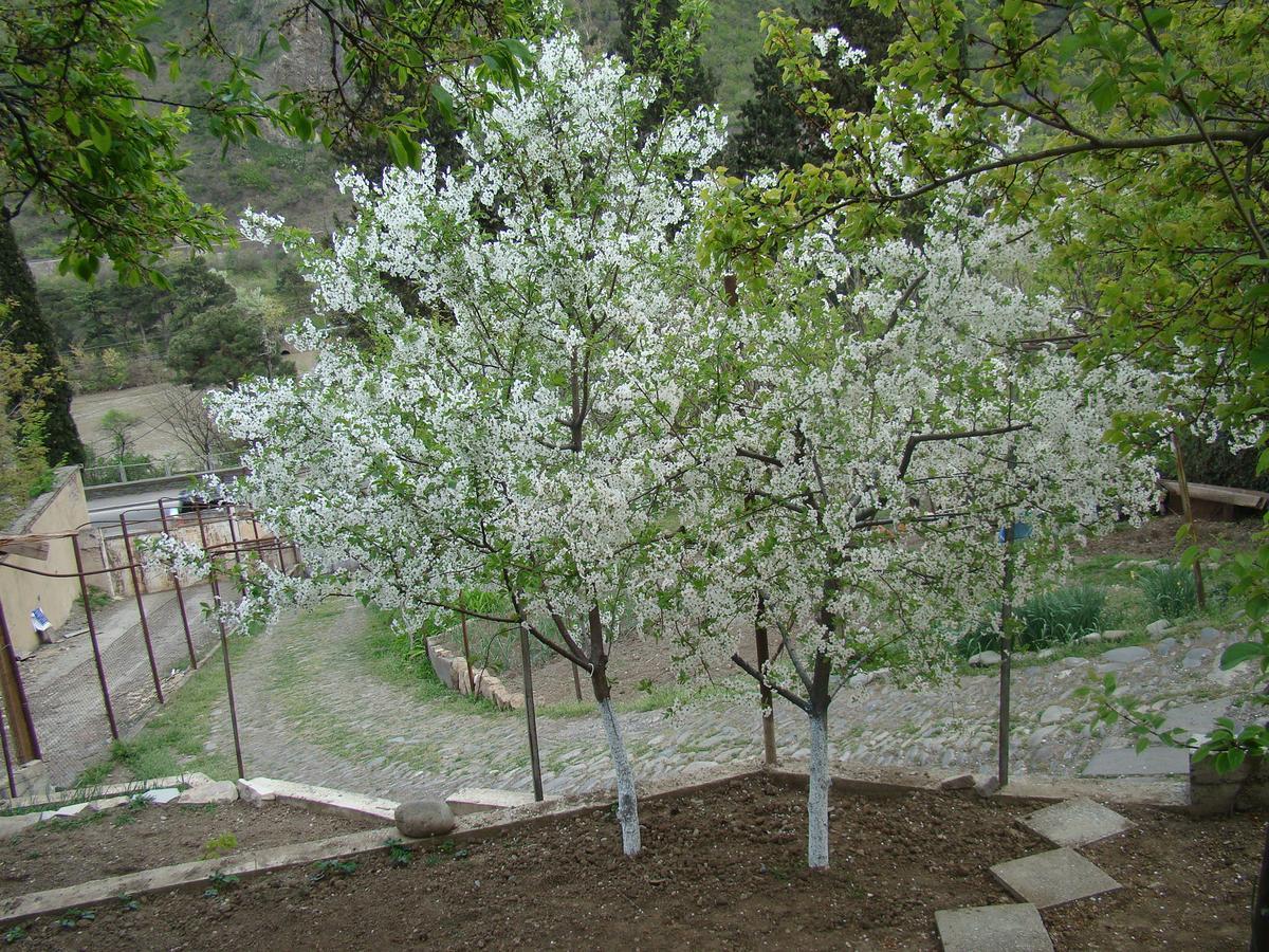 Guest House Ucha Mtsʼkhetʼa Exterior foto