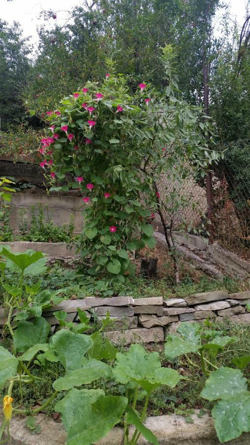 Guest House Ucha Mtsʼkhetʼa Exterior foto